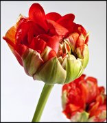 bloemen en planten vvbvanbree     1148